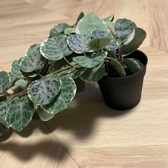 IKEA　観葉植物 小さめ 置き型の画像