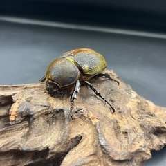 【極短極太】C68メテオ DHヘラクレス ♀単62mm  ※送料事前連絡にて変更可 ※直接受け渡しに変更可の画像