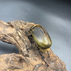 【極短極太】C68メテオ DHヘラクレス ♀単62mm② ※送料事前連絡にて変更可 ※直接受け渡しに変更可の画像
