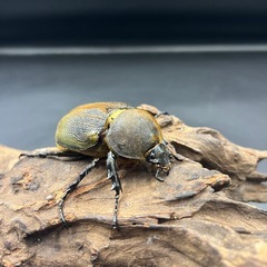 【極短極太】C68メテオ DHヘラクレス ♀単65mm ※送料事前連絡にて変更可 ※直接受け渡しに変更可の画像