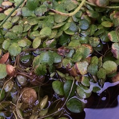 浮き草　メダカ飼育　水槽　の画像