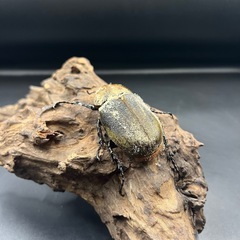 【即ブリ‼︎】DHヘラクレス ♀単65mm ※送料事前連絡にて変更可 ※直接受け渡しに変更可の画像