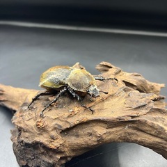 【即ブリ‼︎】DHヘラクレス ♀単65mm ※送料事前連絡にて変更可 ※直接受け渡しに変更可の画像