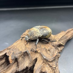 【即ブリ‼︎】DHヘラクレス ♀単65mm ※送料事前連絡にて変更可 ※直接受け渡しに変更可の画像