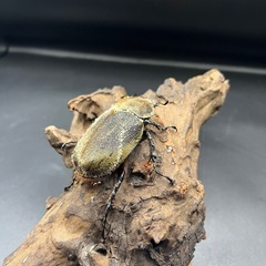 【即ブリ‼︎】DHヘラクレス ♀単65mm ※送料事前連絡にて変更可 ※直接受け渡しに変更可の画像