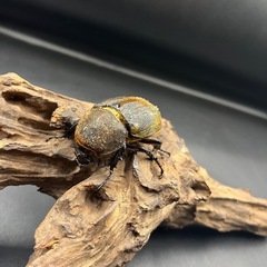 【即ブリ‼︎】DHヘラクレス ♀単65.5mm  ※送料事前連絡にて変更可 ※直接受け渡しに変更可の画像