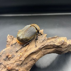 【即ブリ‼︎】DHヘラクレス ♀単65.5mm  ※送料事前連絡にて変更可 ※直接受け渡しに変更可の画像