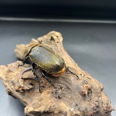 【即ブリ‼︎】DHヘラクレス ♀単65.5mm  ※送料事前連絡にて変更可 ※直接受け渡しに変更可の画像
