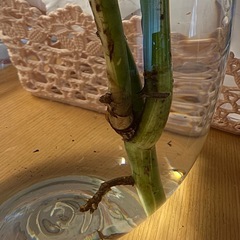 【発根済】モンステラ　斑入り　ボルシギアナ　トップカットの画像