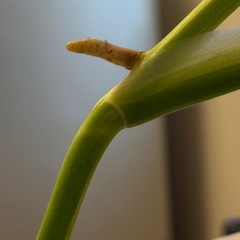 【発根済】モンステラ　斑入り　ボルシギアナ　トップカットの画像