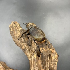 【即ブリ‼︎】DHヘラクレス ♀単63mm※送料事前連絡にて変更可 ※直接受け渡しに変更可の画像