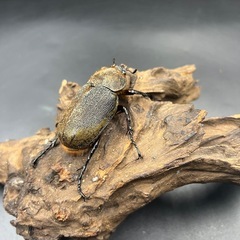 【即ブリ‼︎】DHヘラクレス ♀単63mm※送料事前連絡にて変更可 ※直接受け渡しに変更可の画像