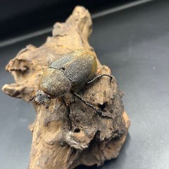 【即ブリ‼︎】DHヘラクレス ♀単63mm※送料事前連絡にて変更可 ※直接受け渡しに変更可の画像