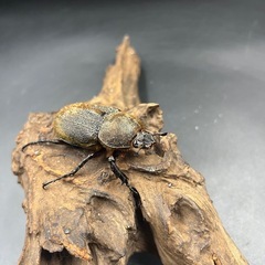 【即ブリ‼︎】DHヘラクレス ♀単63mm※送料事前連絡にて変更可 ※直接受け渡しに変更可の画像