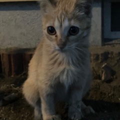 家に迷い込んできました。家には病気の犬と16歳の高齢の犬がいるた...