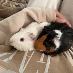 イングリッシュモルモットメス2匹