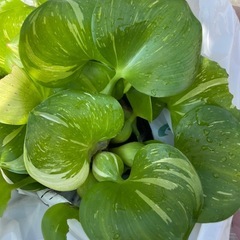 【無農薬】ホテイアオイ白ライン入り の画像