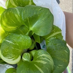 【無農薬】ホテイアオイ白ライン入り の画像