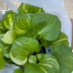 【無農薬】ホテイアオイ白ライン入り の画像