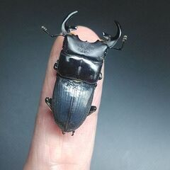 Aegus punctipennhs♂34㎜単品／B品の画像
