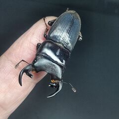 Aegus punctipennhs♂34㎜単品／B品の画像