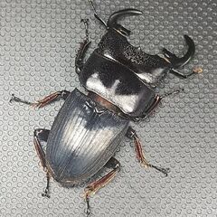 Aegus punctipennhs♂34㎜単品／B品の画像