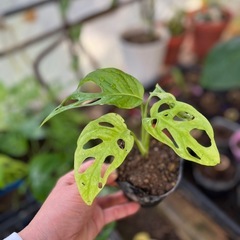 姫モンステラとオブリクアロスタヨスの２苗の画像