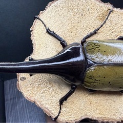 【売切】ヘラクレスオオカブト　美形固体　♂143mm単品　新成虫の画像