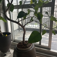 観葉植物　インドボダイジュ　フィカスレリギオの画像