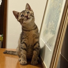 可愛いキジトラの男の子😼３ヶ月   里親様が見つからなかったら現...