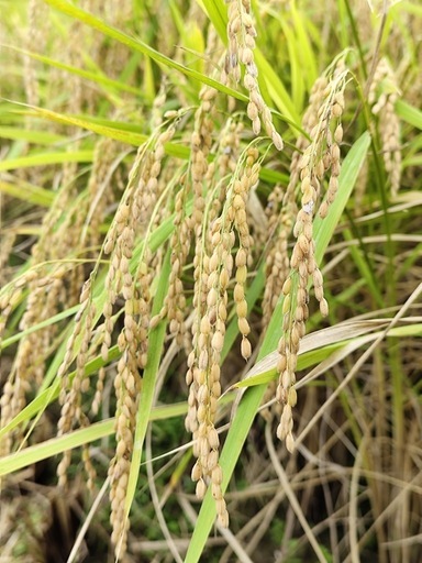 令和7年度産　新米きぬむすめ玄米30kg