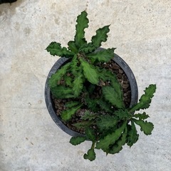 ユーフォルビア デカリーの画像