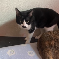 里親募集