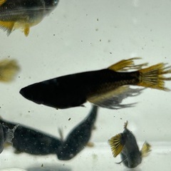 武神めだか　成魚　2ペア➕1の画像