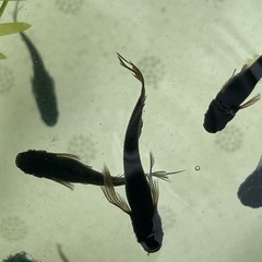 武神めだか　成魚　2ペア➕1の画像