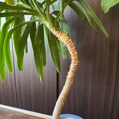 曲がりユッカ 冬もベランダオッケーですの画像