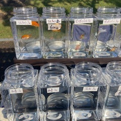 田辺市新庄公園　フリマにてメダカ、金魚販売の画像