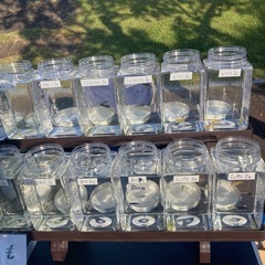 田辺市新庄公園　フリマにてメダカ、金魚販売の画像