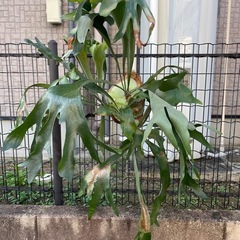 コウモリラン　ビーチーの画像