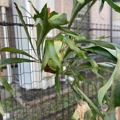 コウモリラン　ビーチーの画像