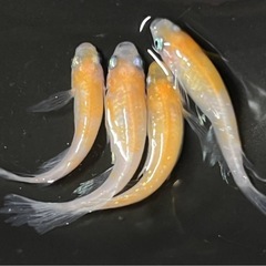 アリエル メダカの画像