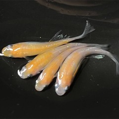 アリエル メダカの画像