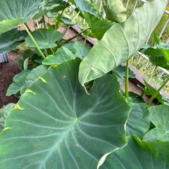 【大判】盛り付け皿として　里芋の葉　　の画像