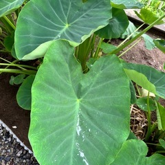 【大判】盛り付け皿として　里芋の葉　　の画像