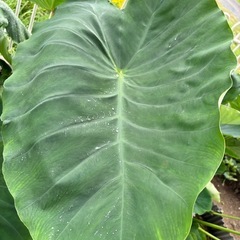 【大判】盛り付け皿として　里芋の葉　　の画像