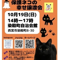 保護ネコの幸せ譲渡会in西宮