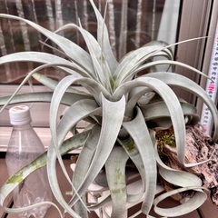 キセログラフィカ　エアプランツの画像