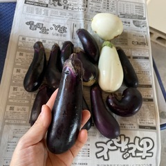 なす　茄子　なすび　14本　白なす　とろなすの画像