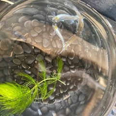 長崎メダカ無人販売
の画像