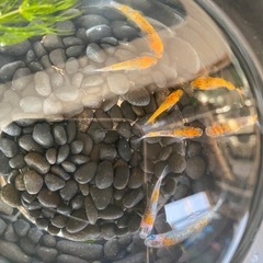 長崎メダカ無人販売
の画像